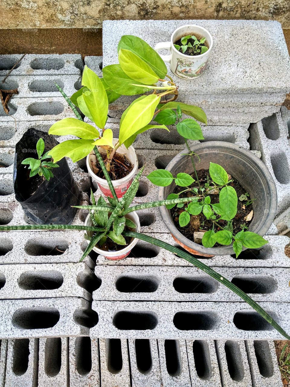 House plants on the bricks