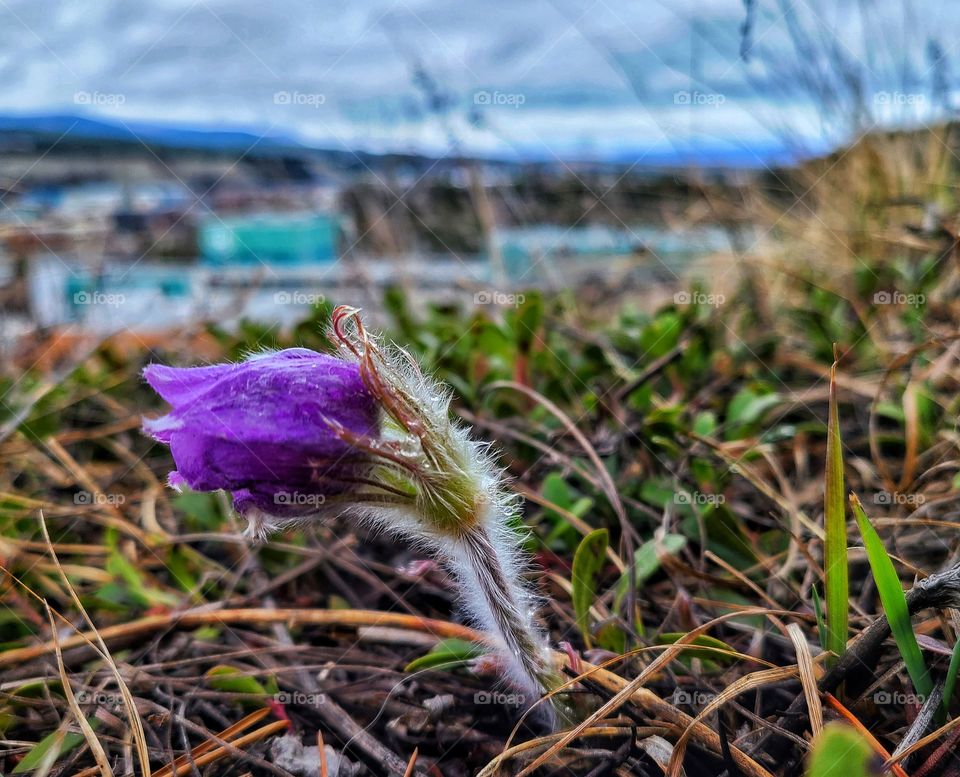 Crocuses covered in raindrops