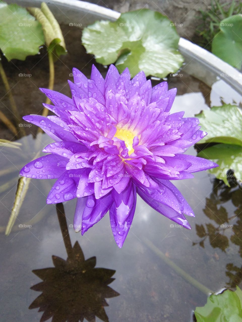 beautiful lily flower purple color photos