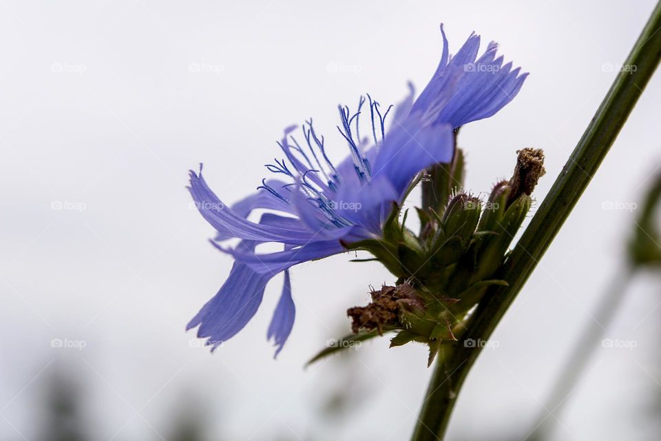 Chicory
The root is used as a coffee substitute. Dried and roasted roots are added to natural coffee to improve its taste.