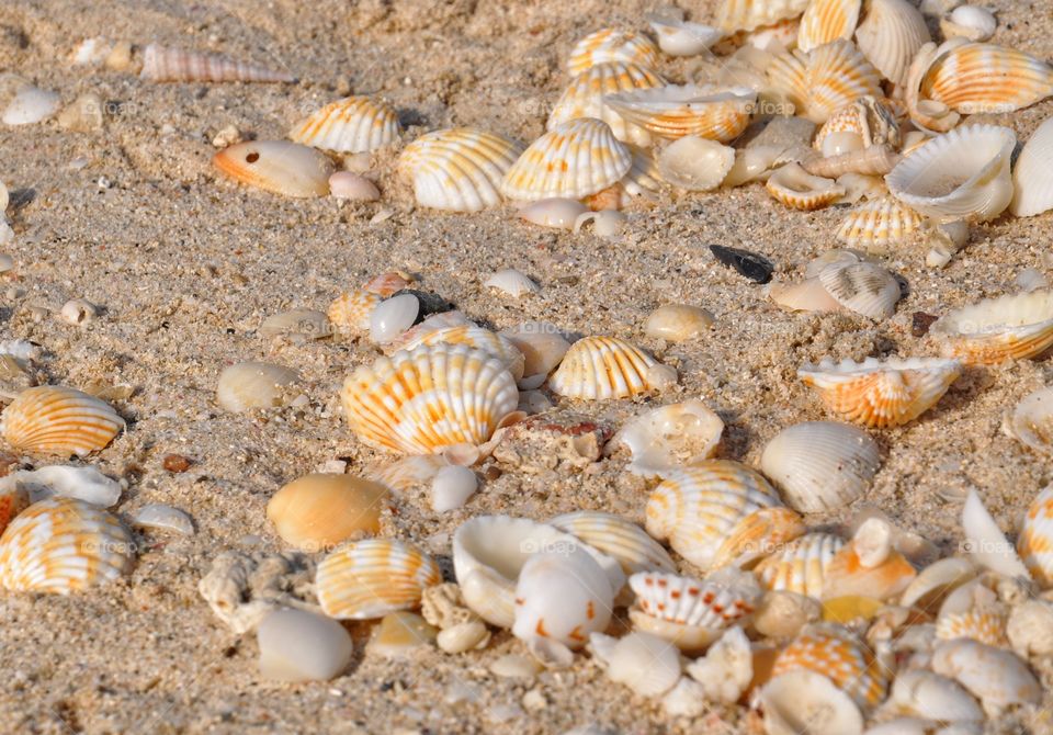 many colorful shells on the kite beach in Dubai