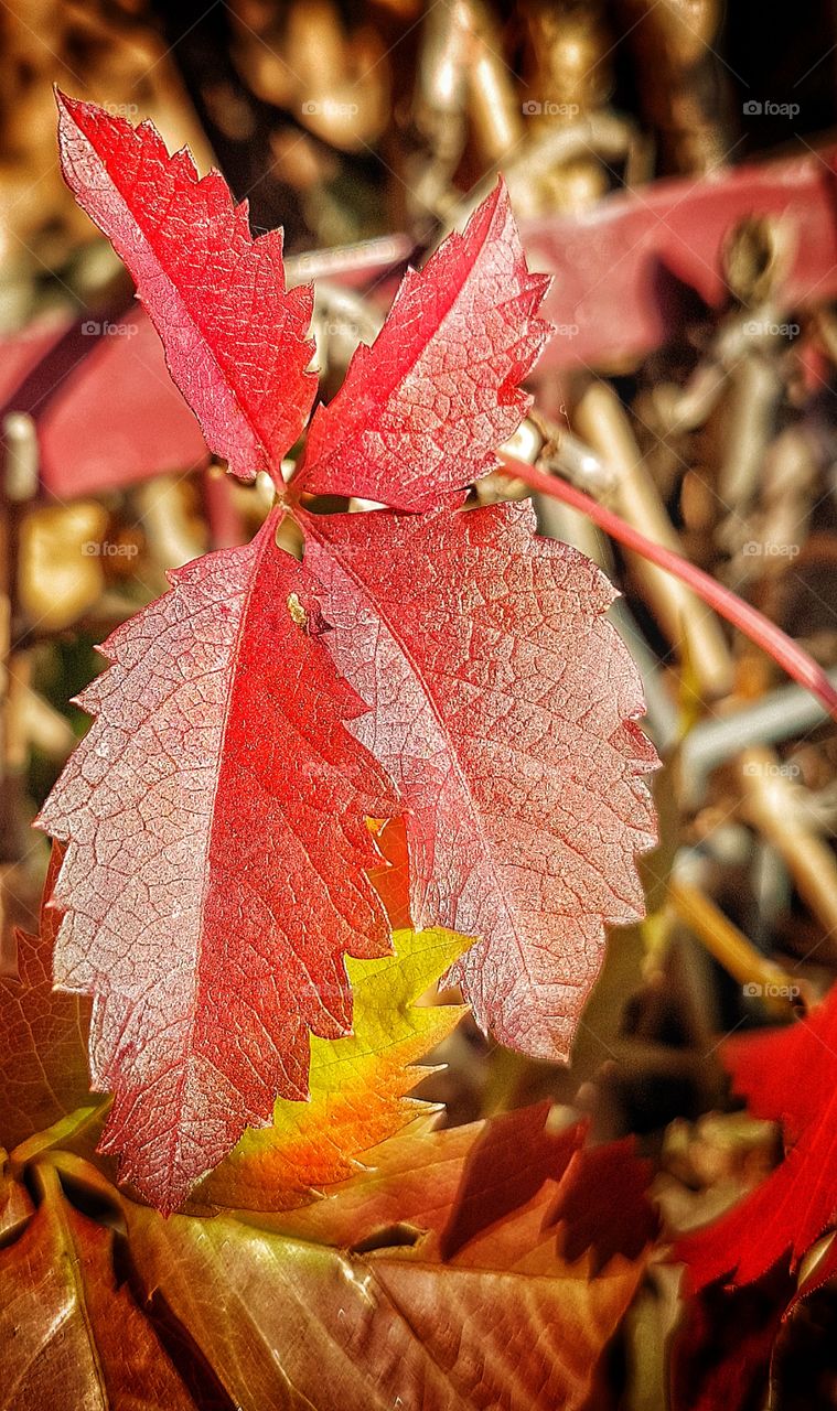 Red leaves