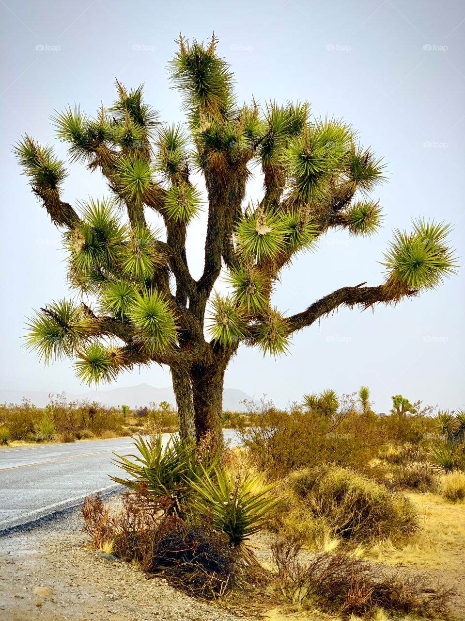 Joshua Tree
