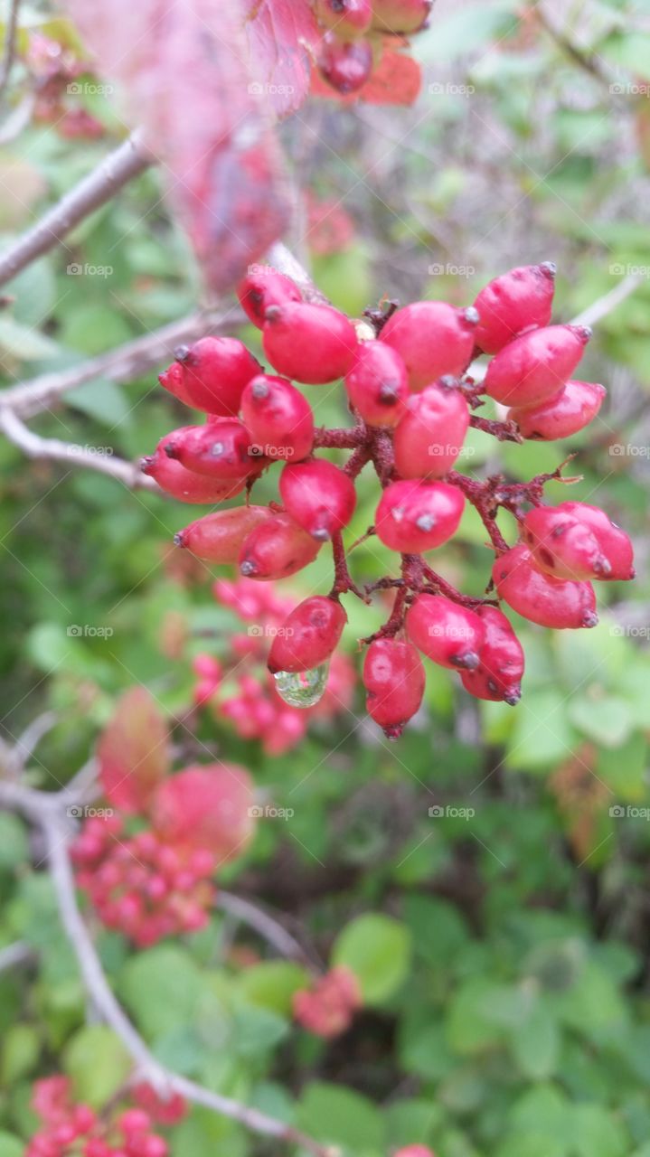 After rain berries.