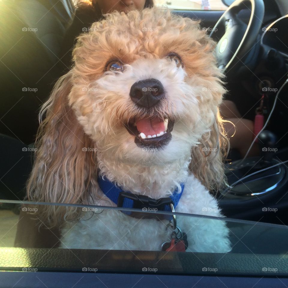 Charlie in the car