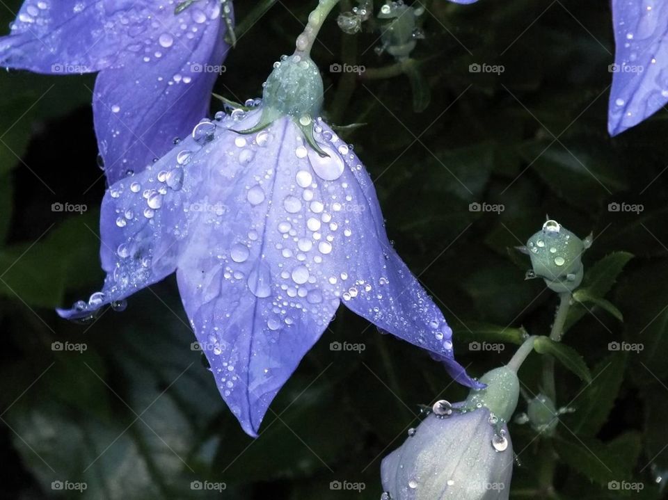 Purple bells
