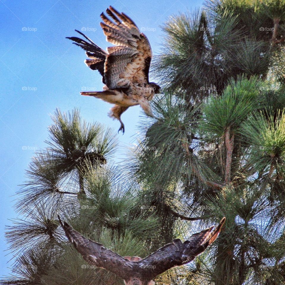 Red Tailed Hawks landing and taking off