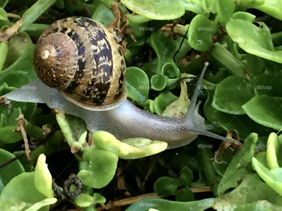 Snail in the Spring 