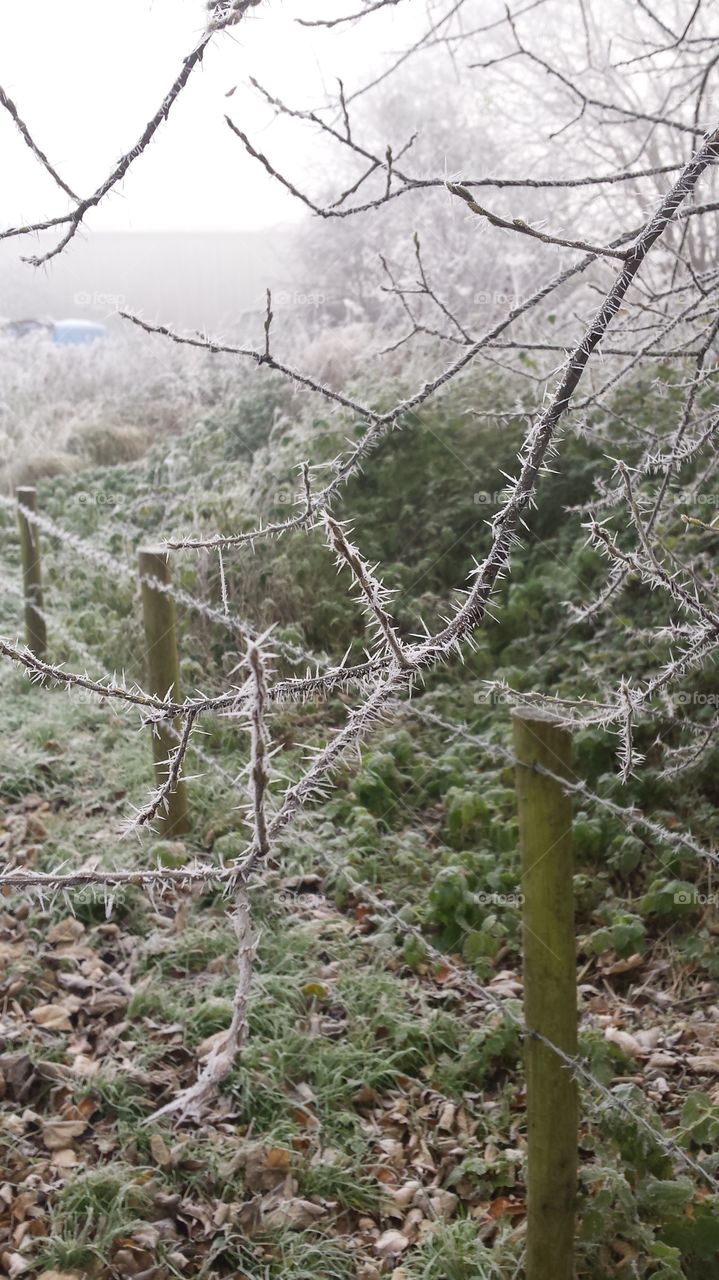 Frosty thorns
