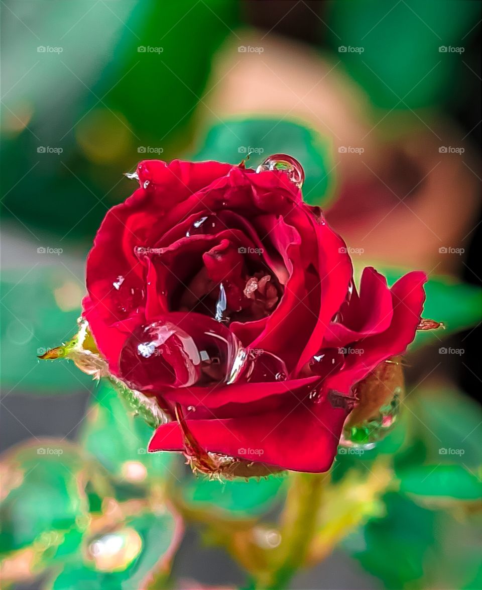 red rose in rain