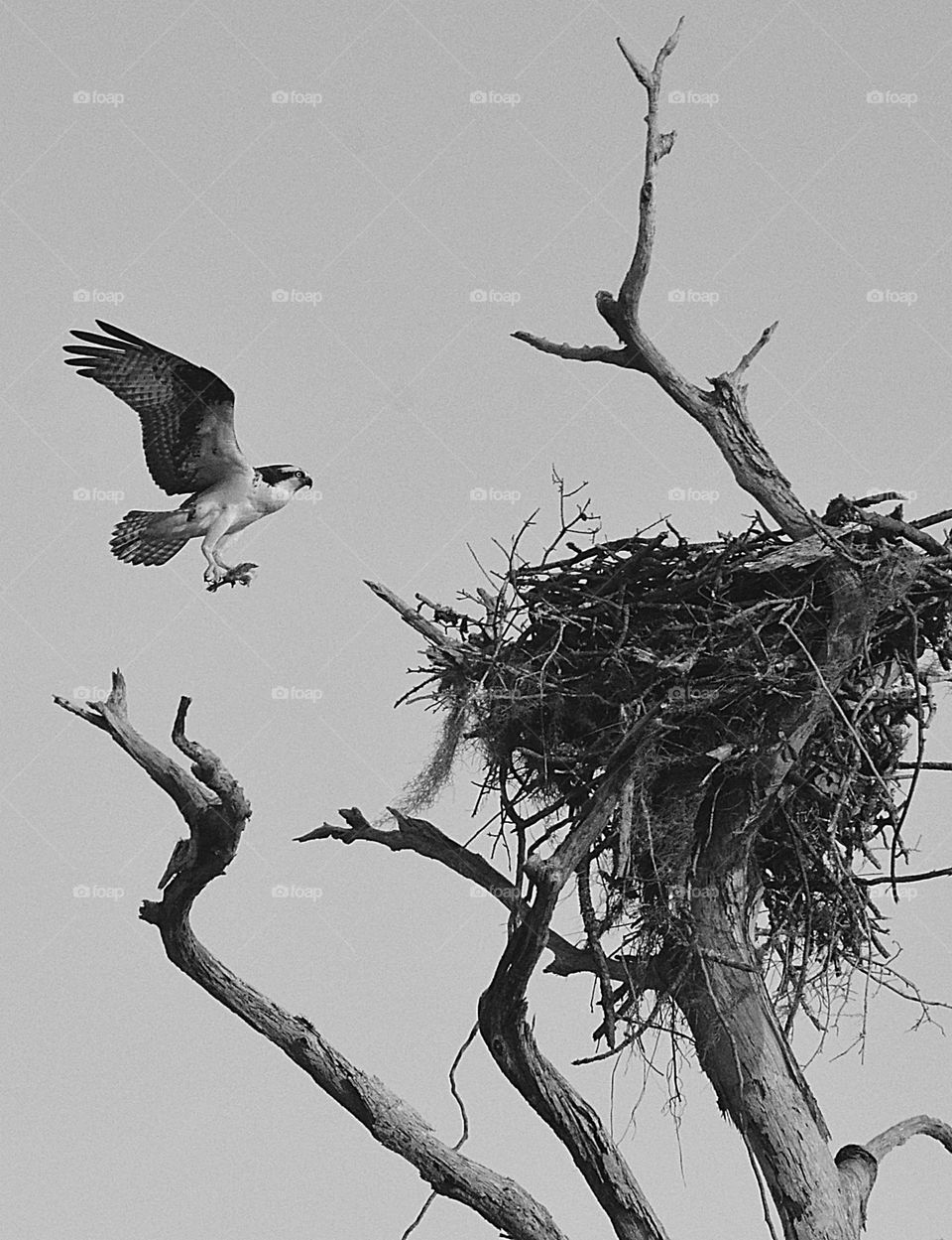 Building a nest - Osprey construct their nests atop of dead trees, atop of power poles, on man- made nesting platforms, and sometimes on buoys, chimneys, or other structures