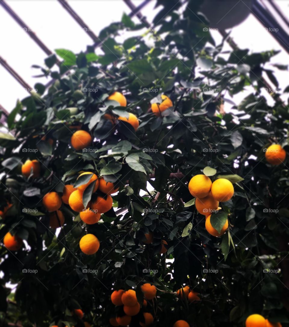 Ripe for the picking Orange trees in a greenhouse 