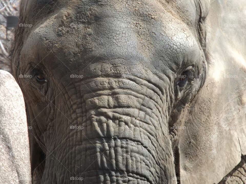 elephant closeup