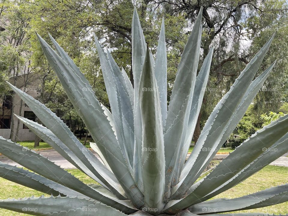 Mexico maguey 