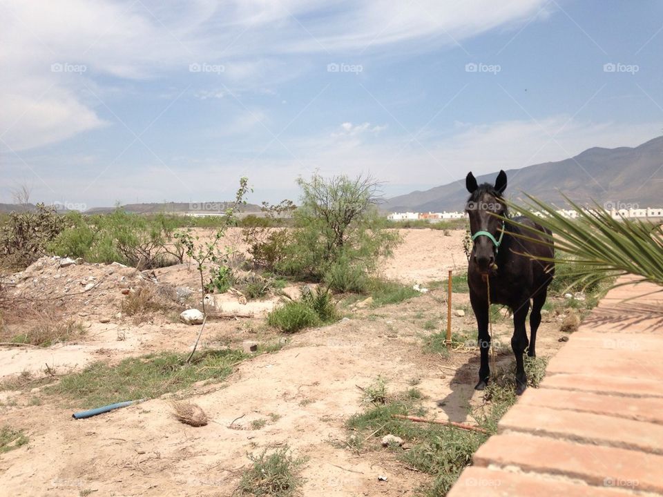 Horse in Saltillo, Mexico