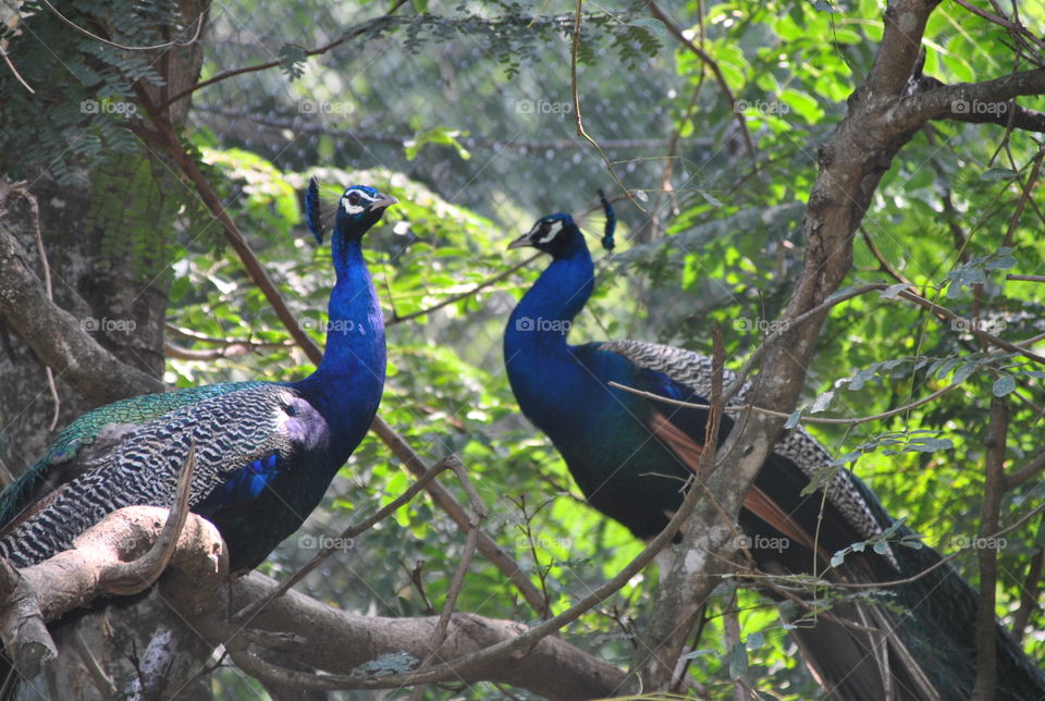 Couple Peacock