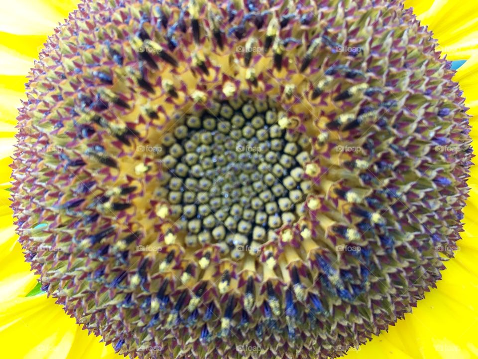 Sunflower Close up