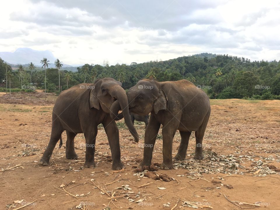 Elephant love 