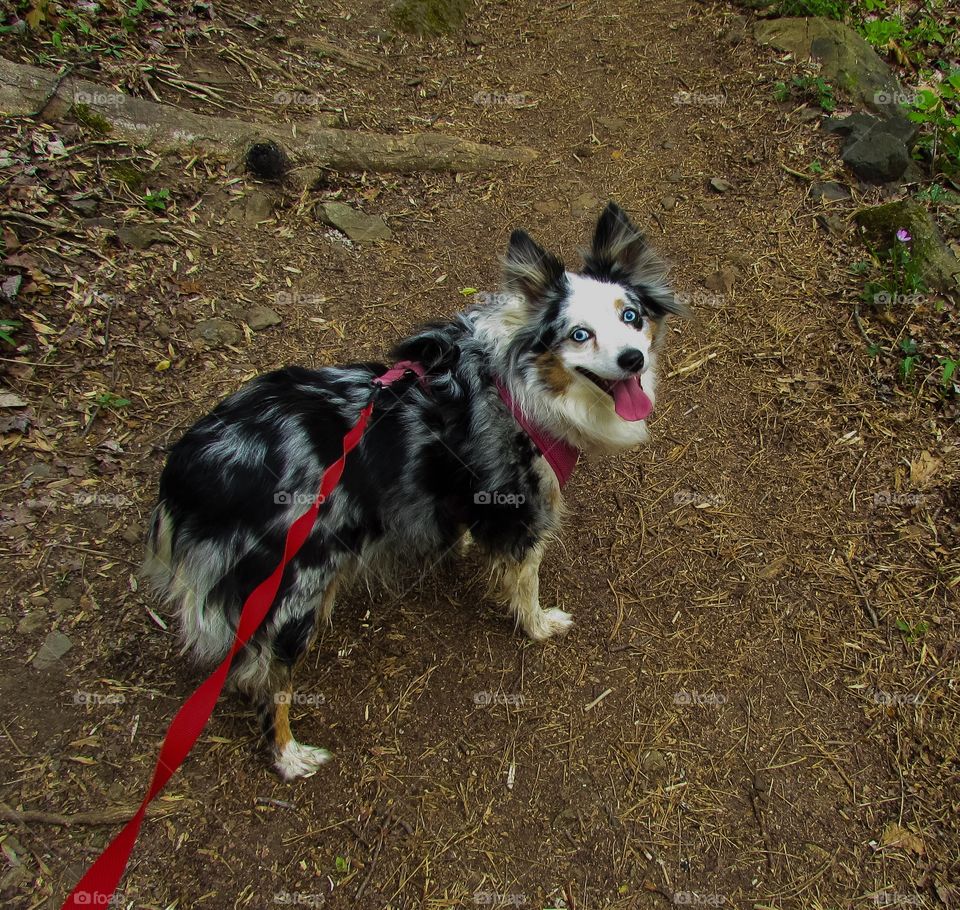 Taking a hike with a puppy.