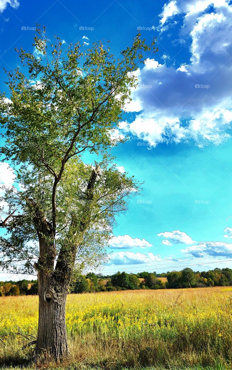 Old tree on the prarie