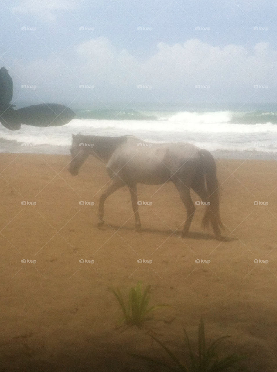 beach horse costa rica limon by jpt4u