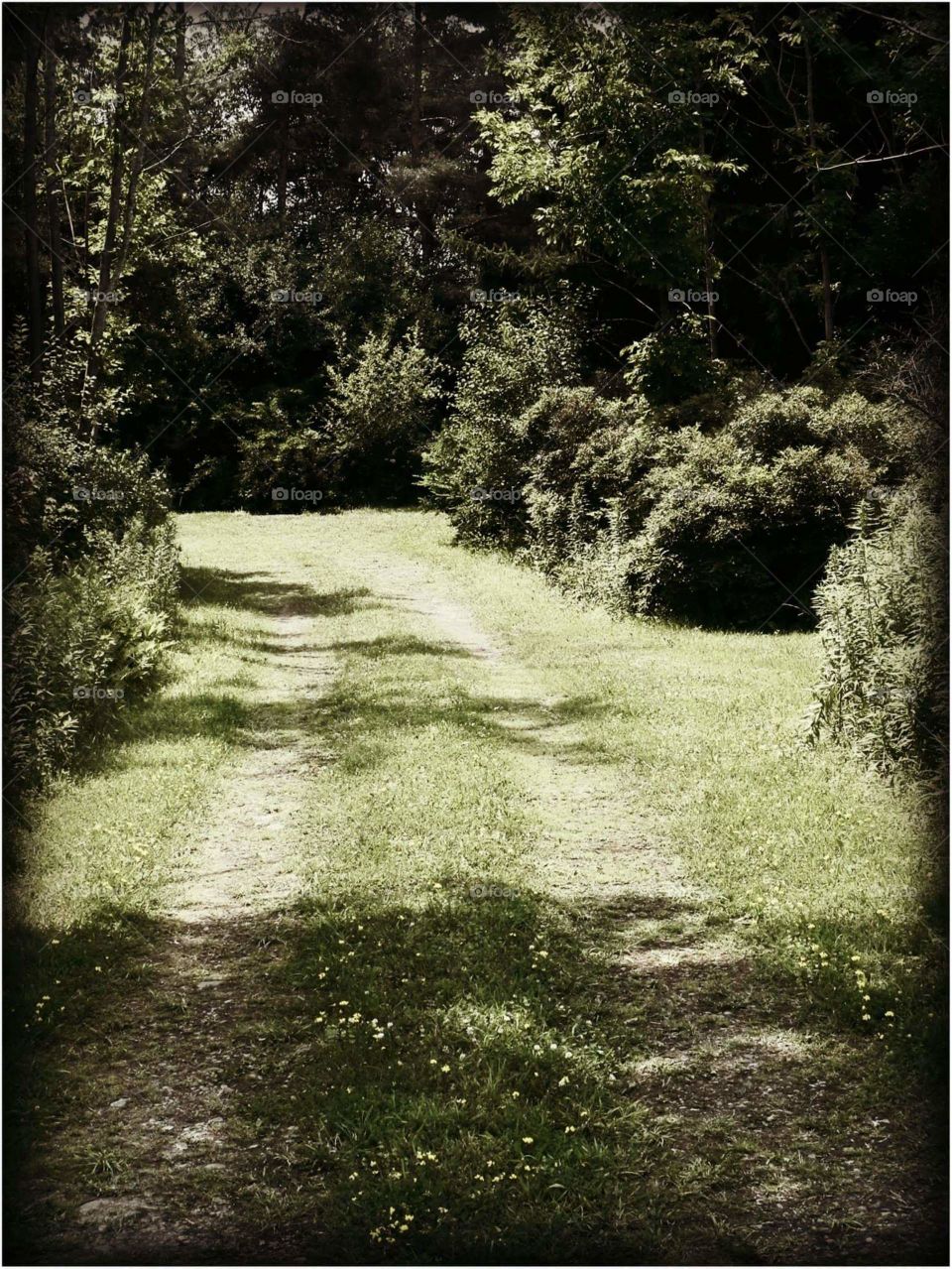 summer path