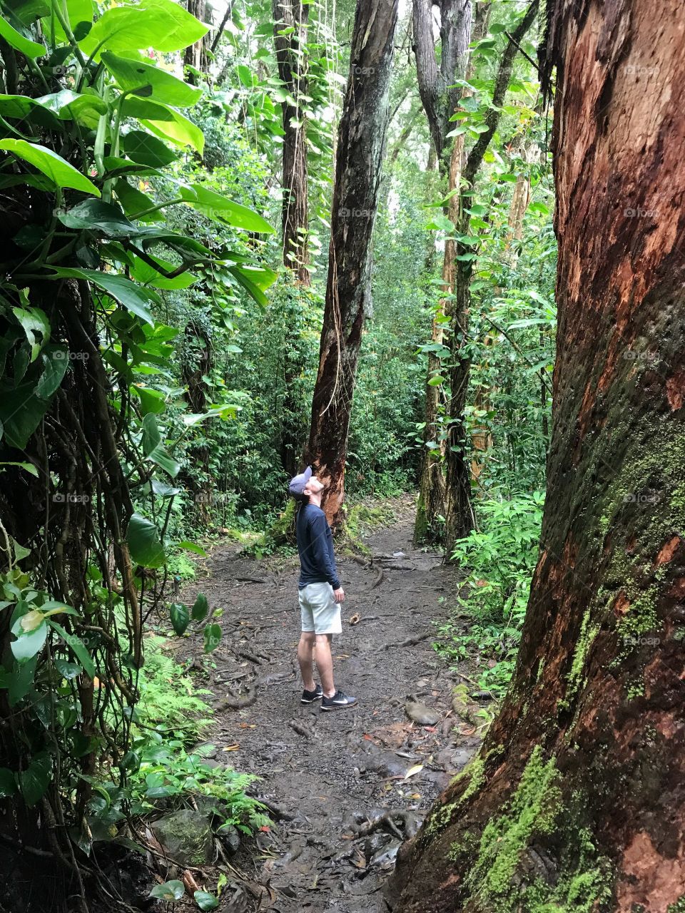 Gazing at the treetops