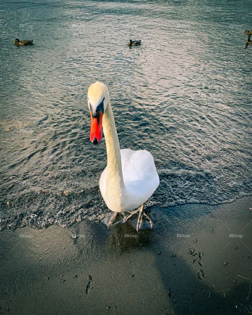 beautiful swan with red beak in riverside view