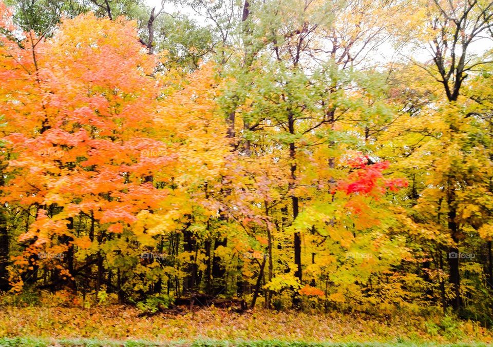 Fall Foliage