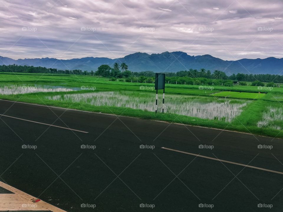 road sidewalk with natural plants like very exited compo