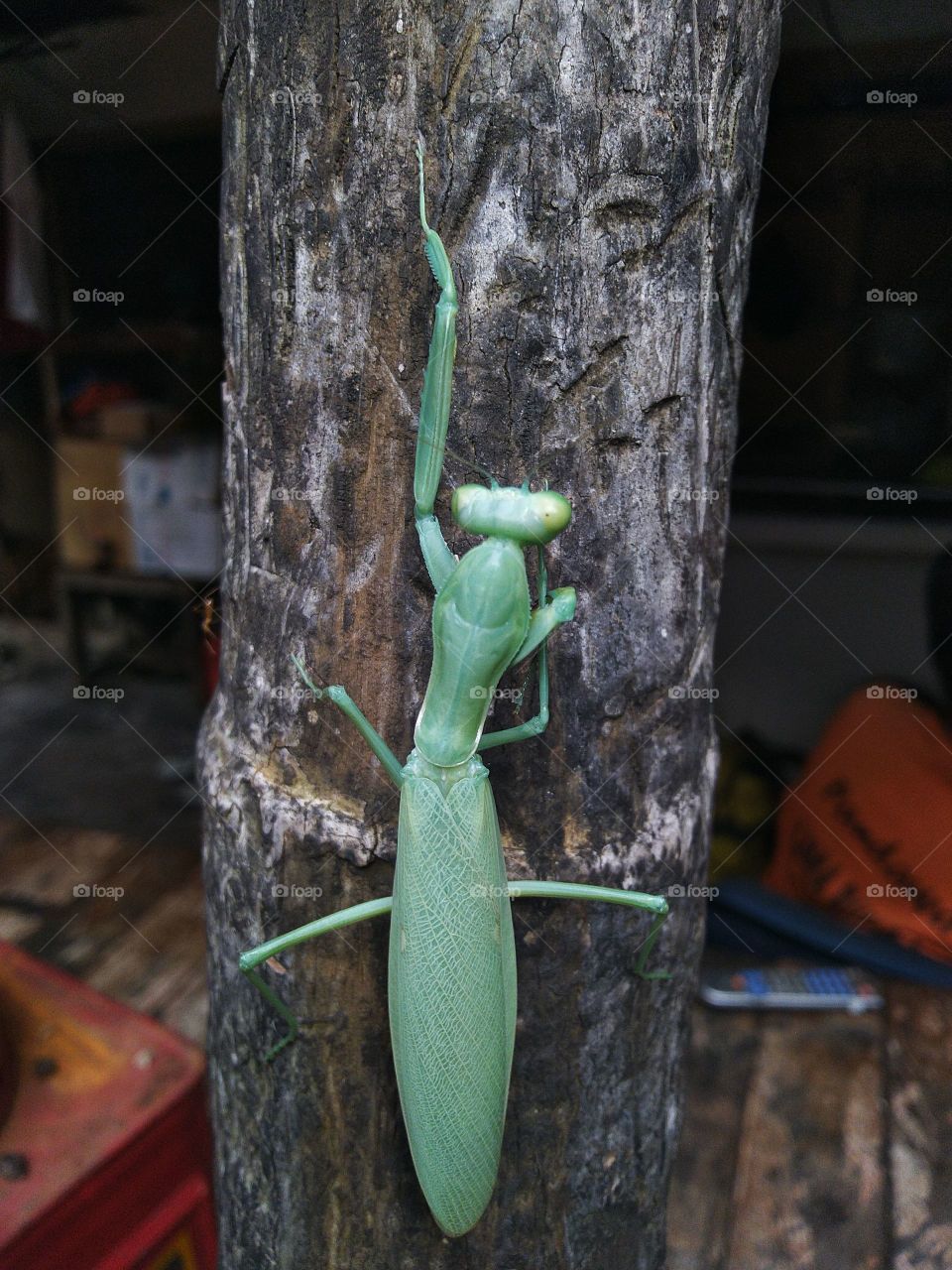Green grasshopper