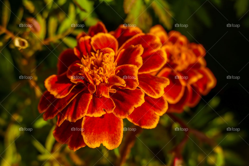 Tagetes patula, the French marigold, is a species of flowering plant in the daisy family