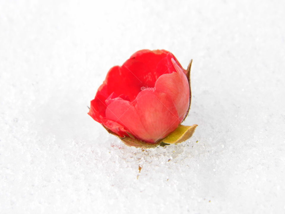 red rose flower on snow