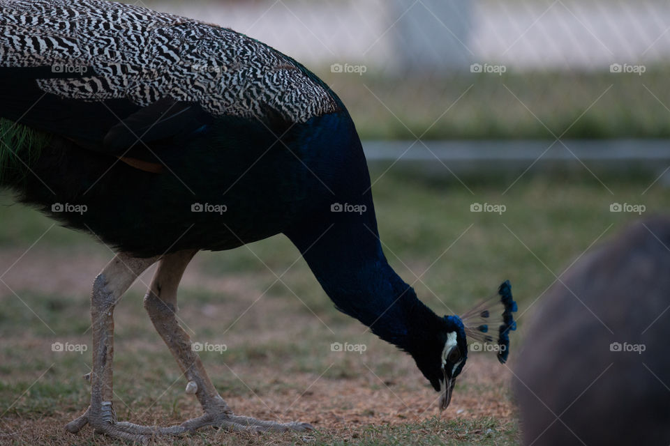 Peacock 