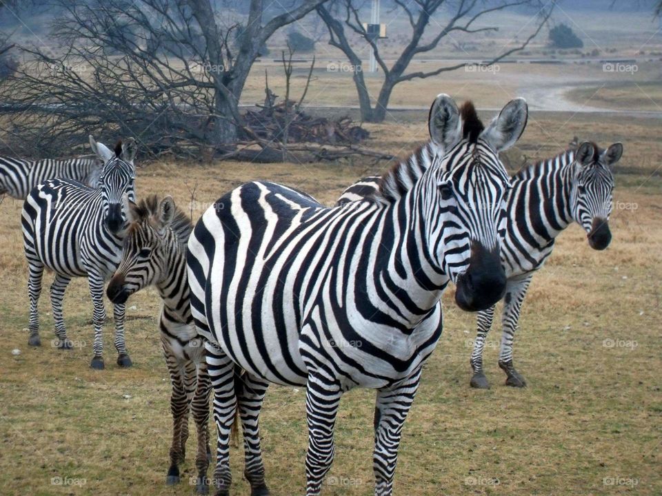 zebra family