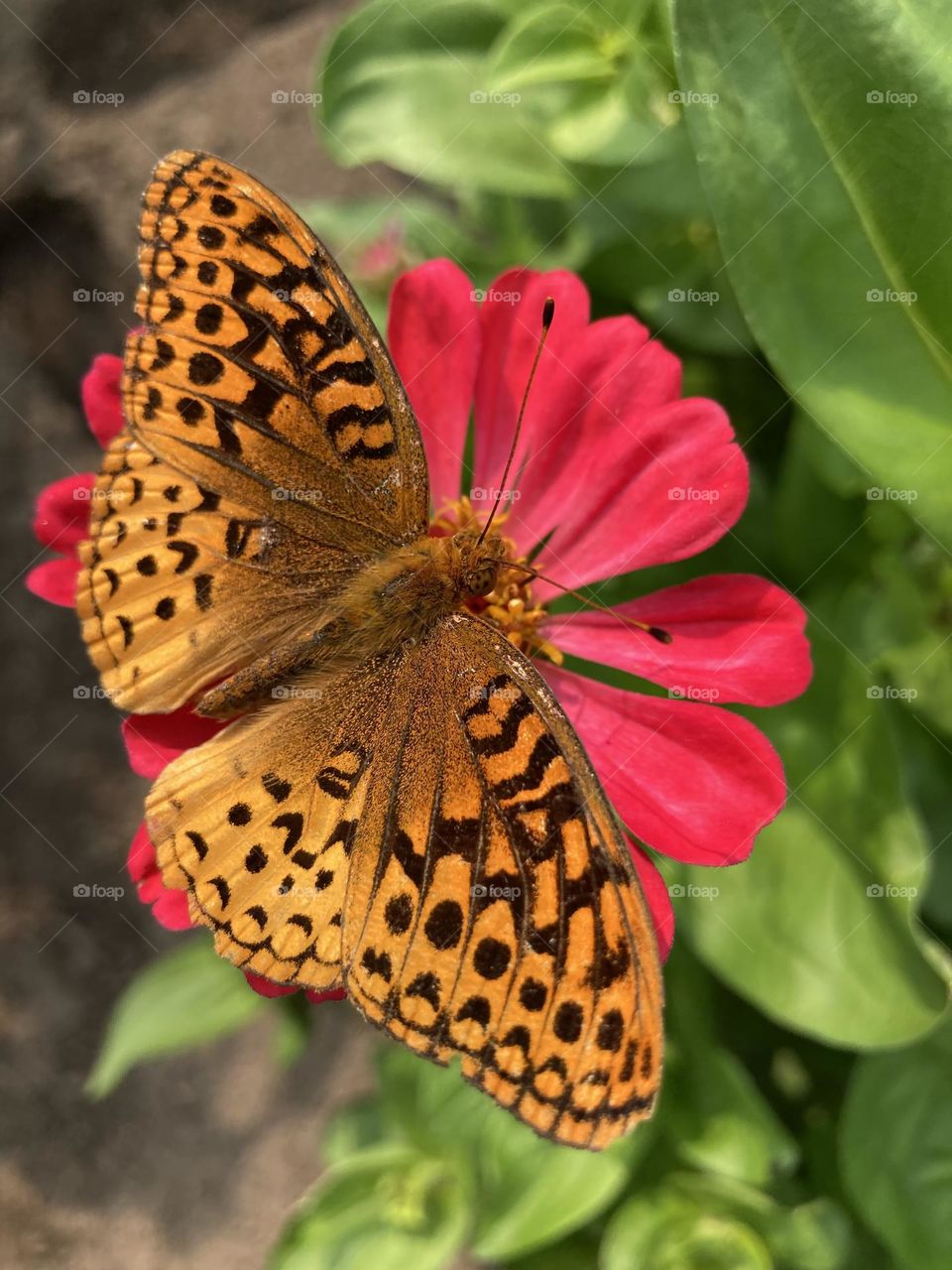 Moth on Zinnia