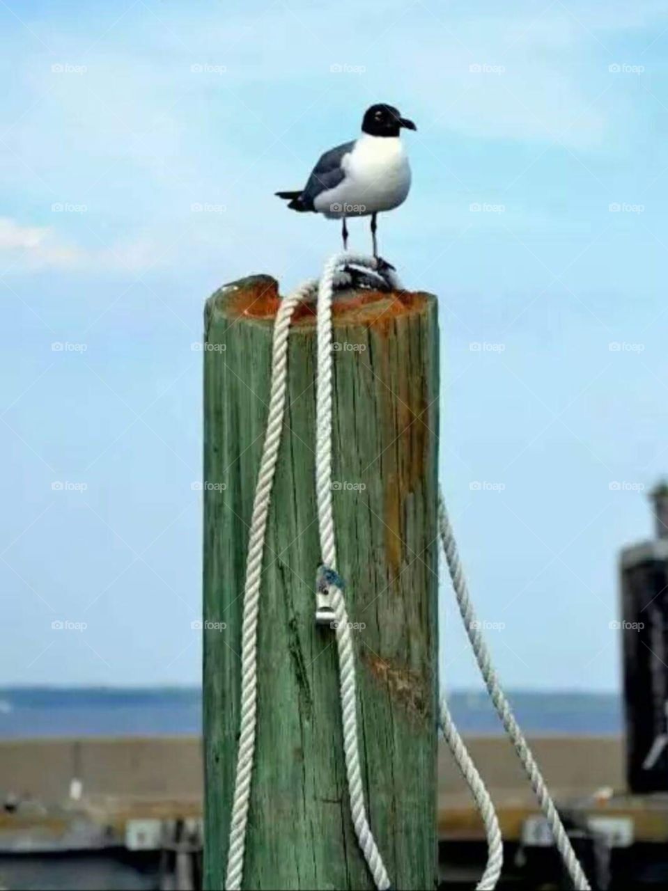 seagull post