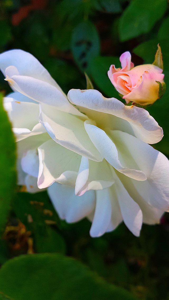 "Roses"