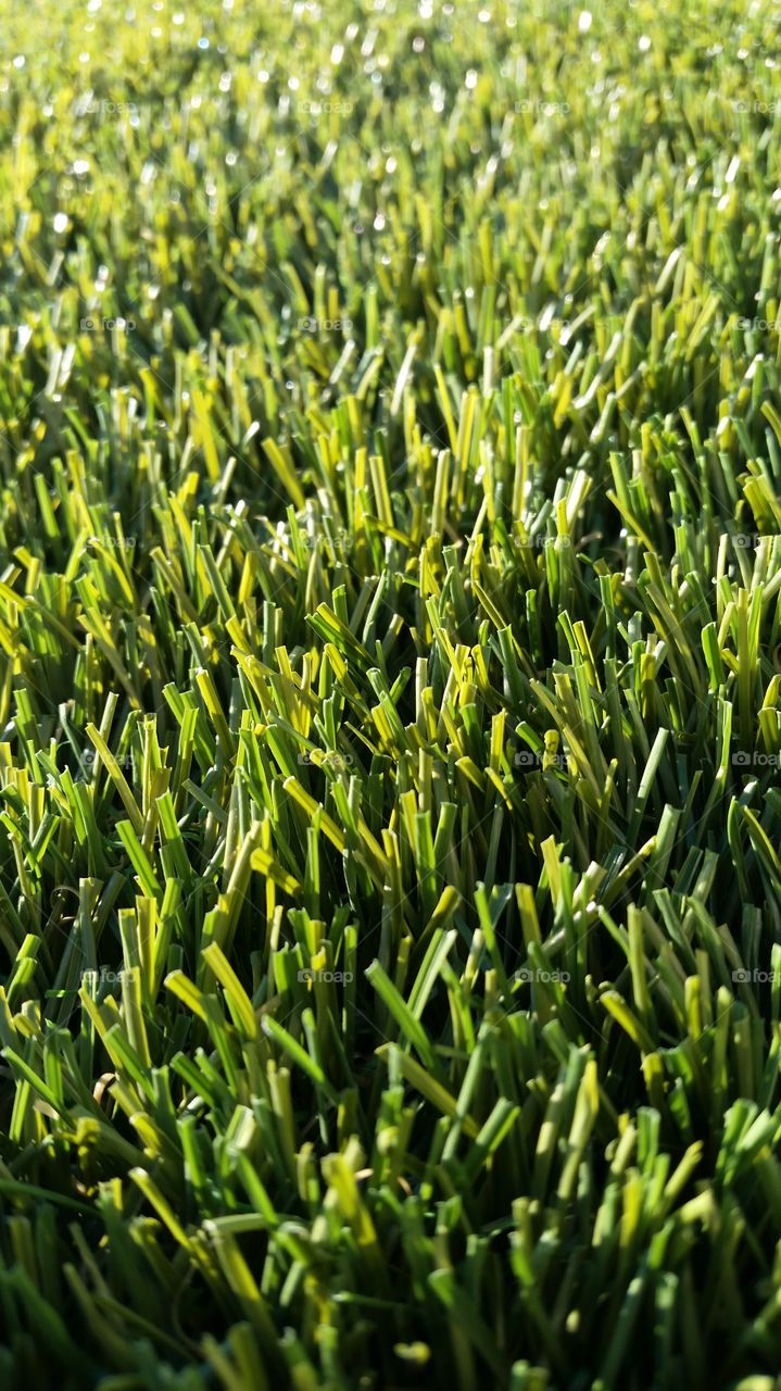 Lawn, Grass, Flora, Garden, Soil