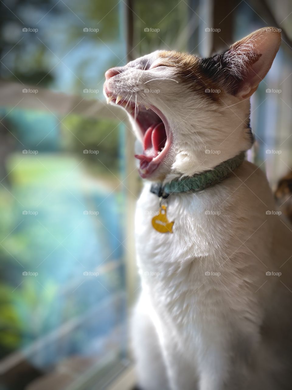 Being a model is hard work.... I think she deserves treats with how adorable she is. 