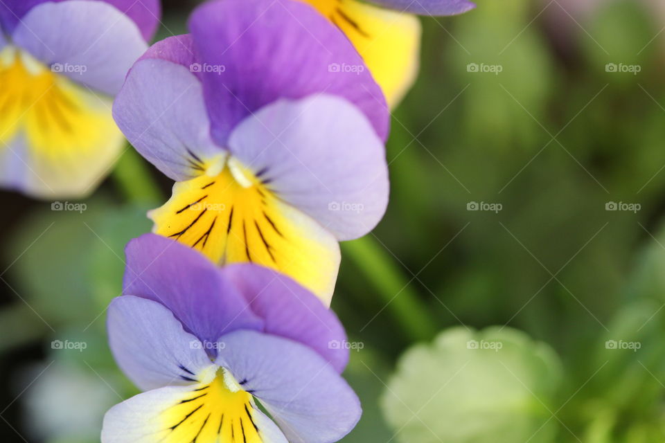 Violet pansy flower