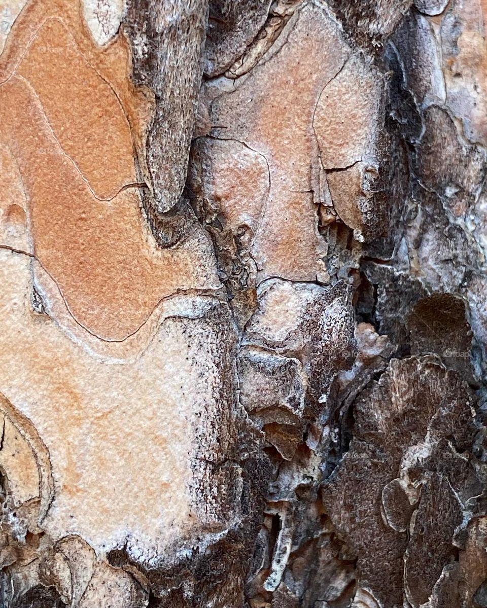 Pine bark in macro