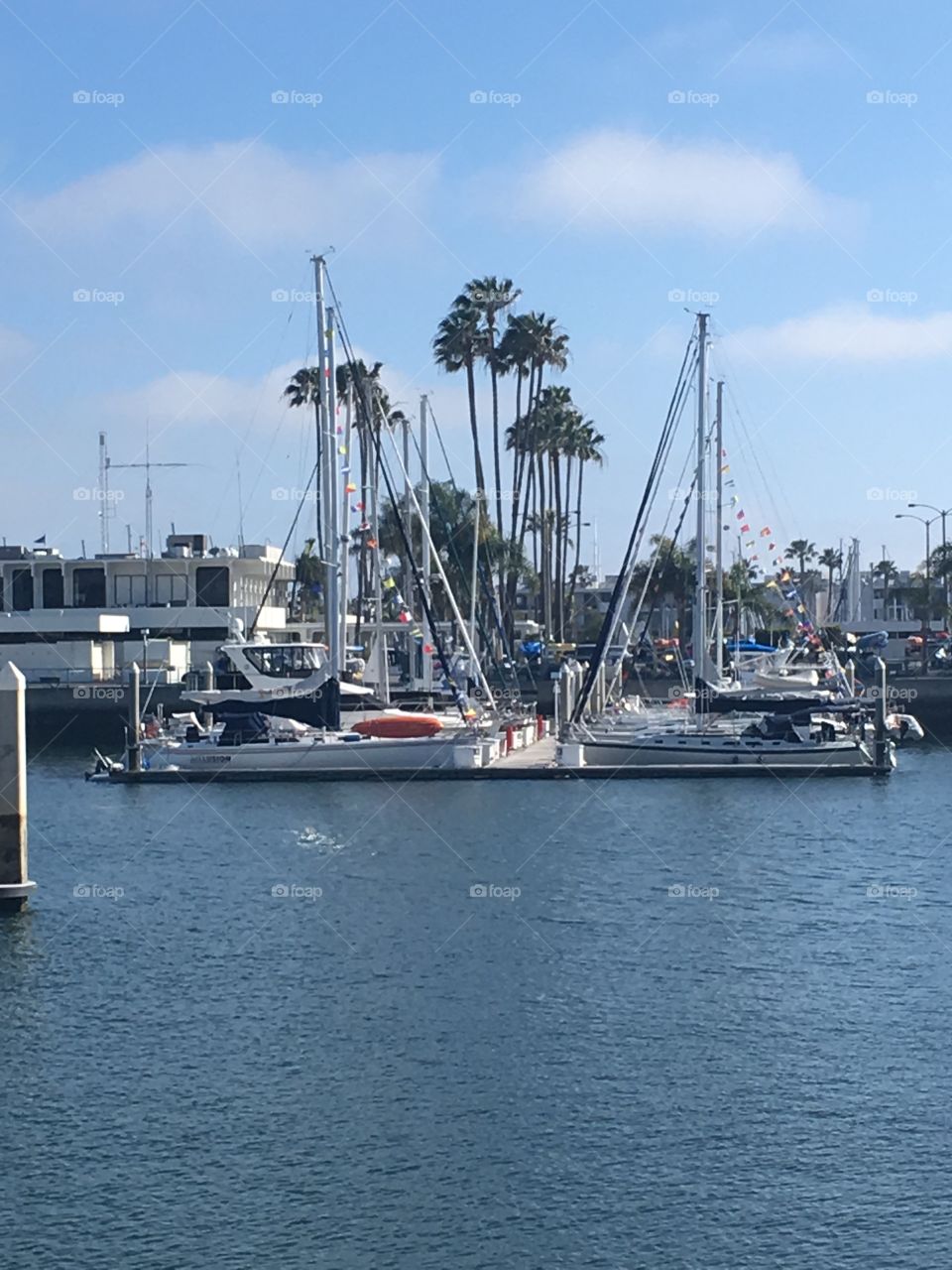 Palm trees in marina del rey California 