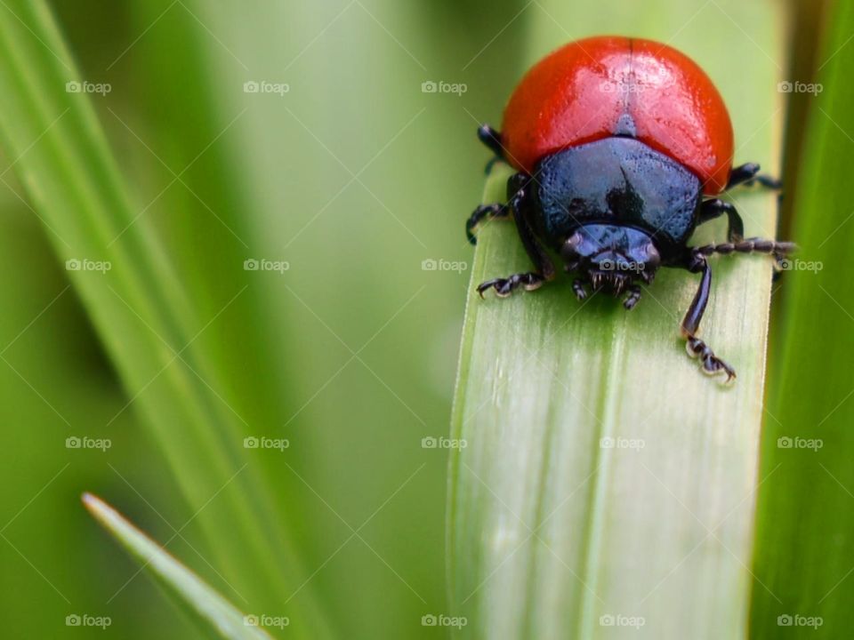Beetle on grass