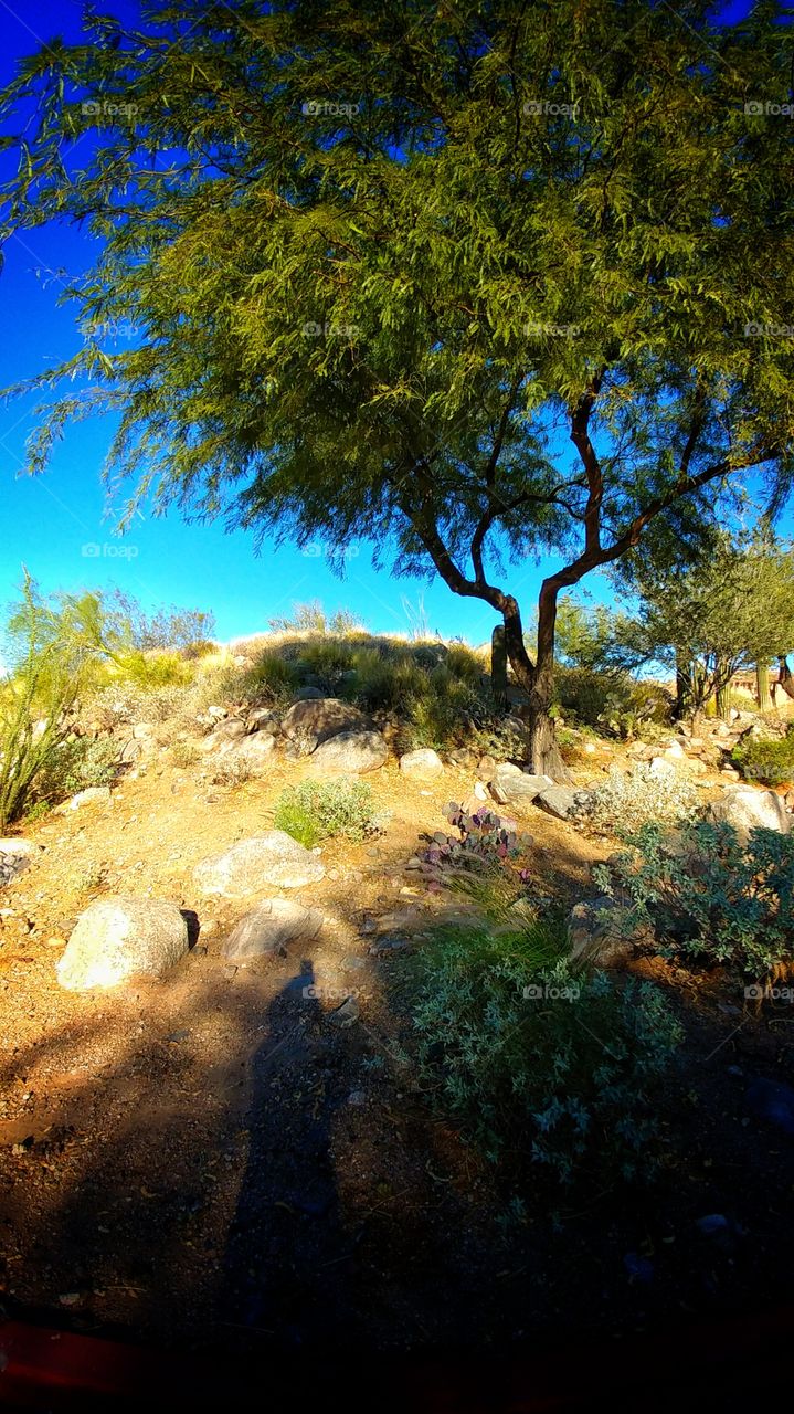 Colorful fall day in Arizona's desert.