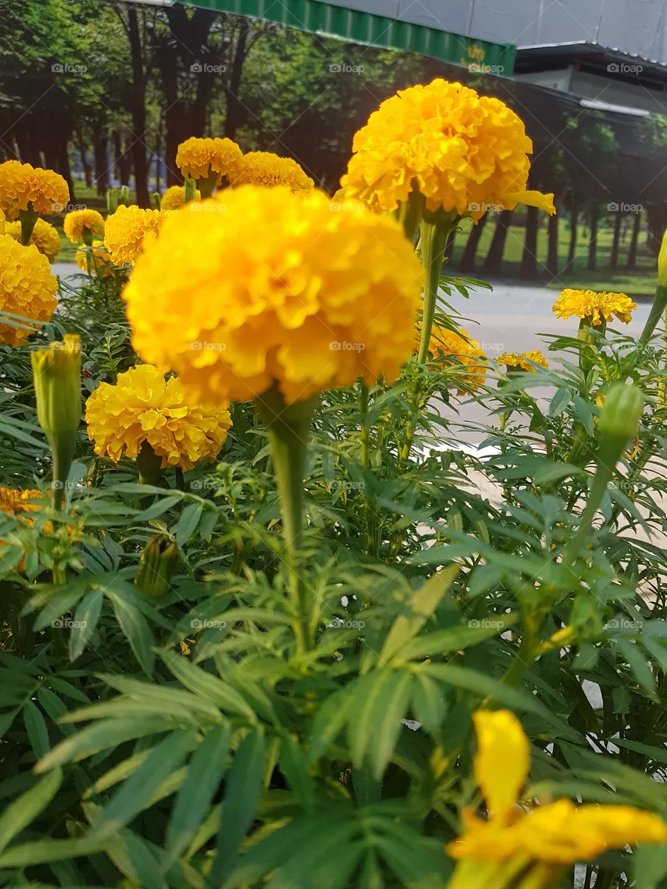 marigold