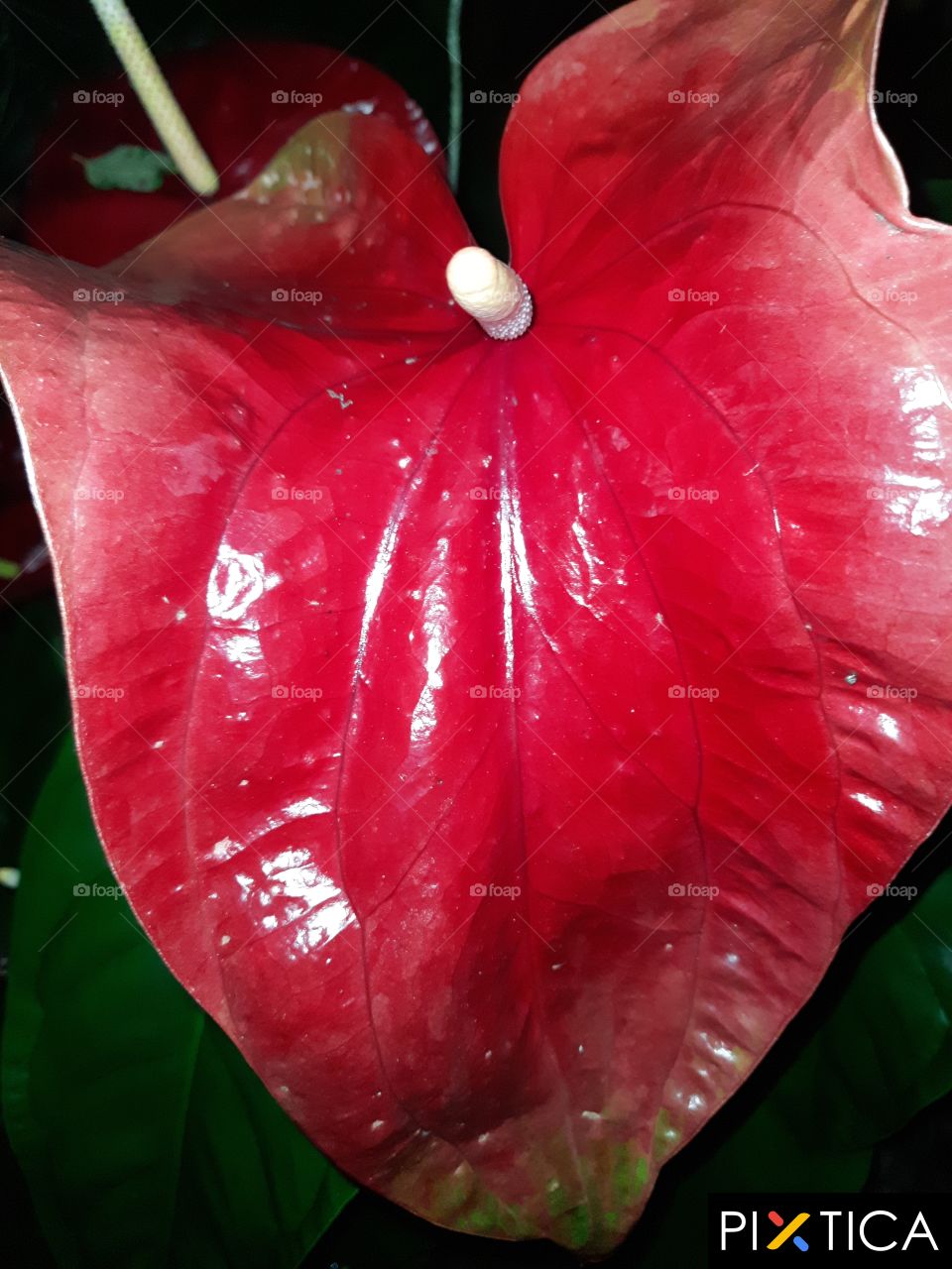 Large anthurium flower in the  night