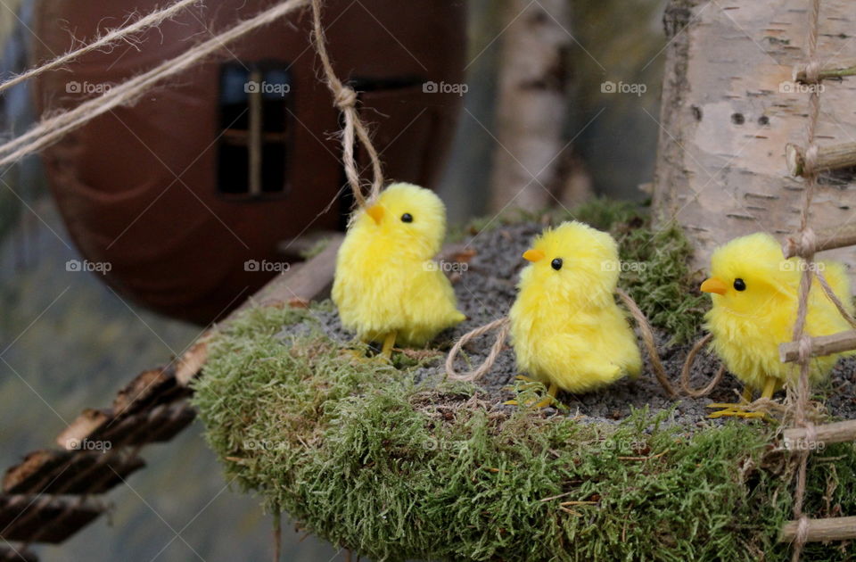 Easter chickens.
