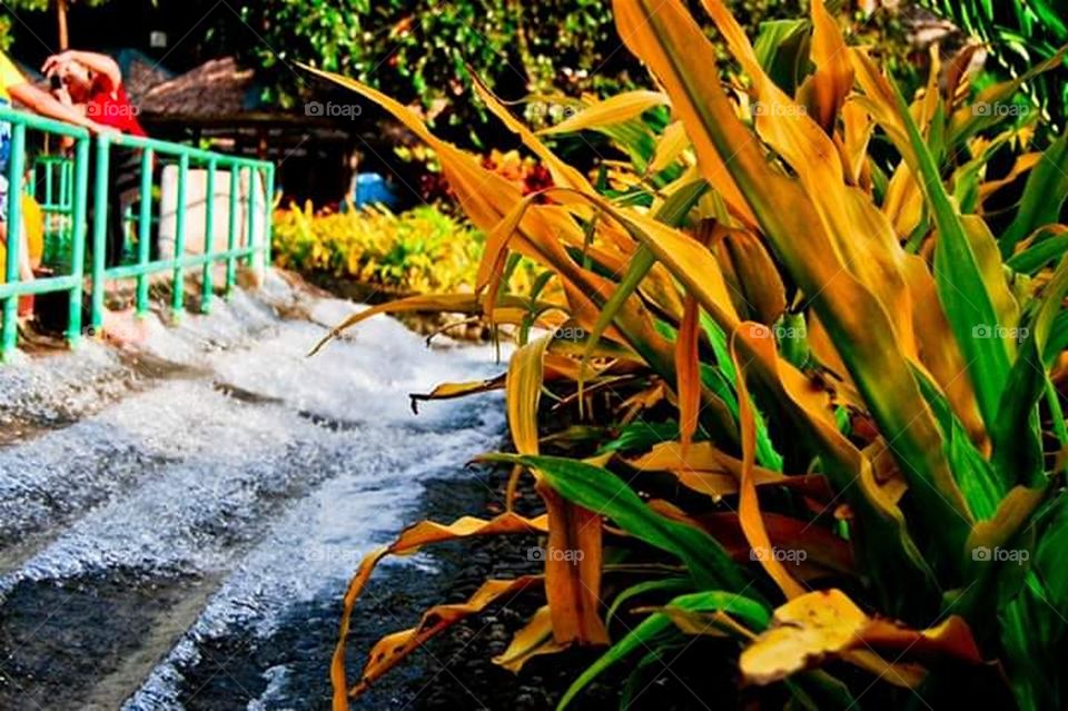 Nature's Combo Delight