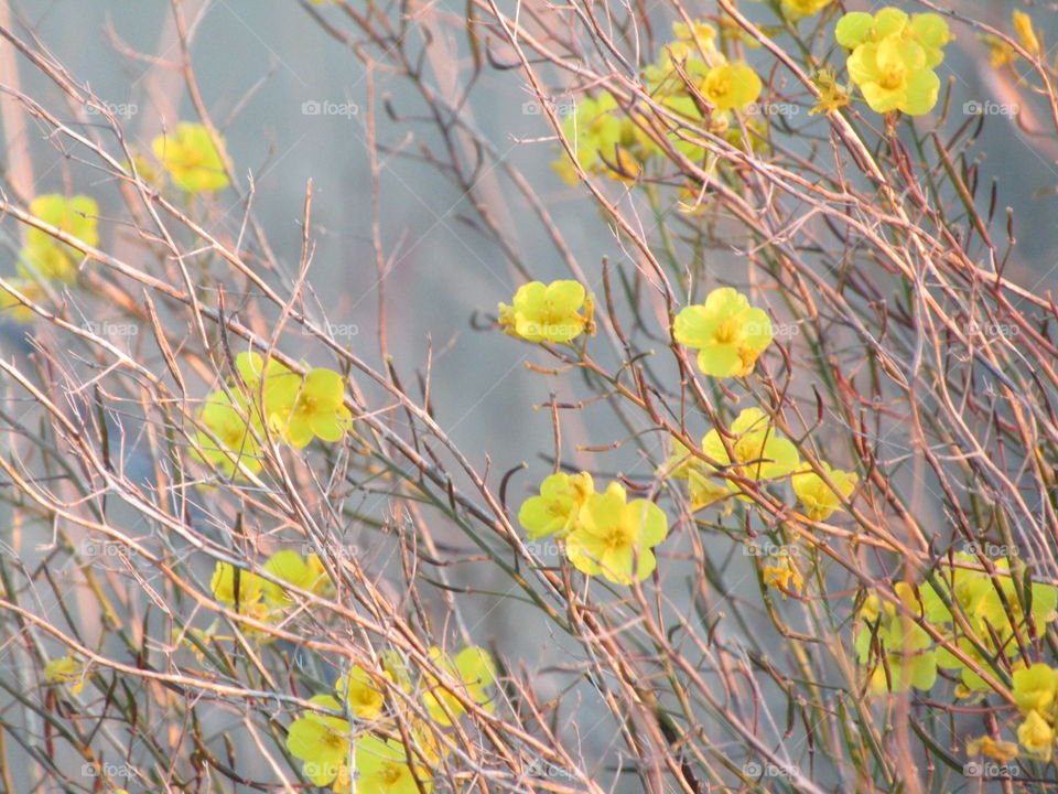 estas bellas y delicadas flores silvestres ,  anuncian la primavera con su brillante color amarrillo